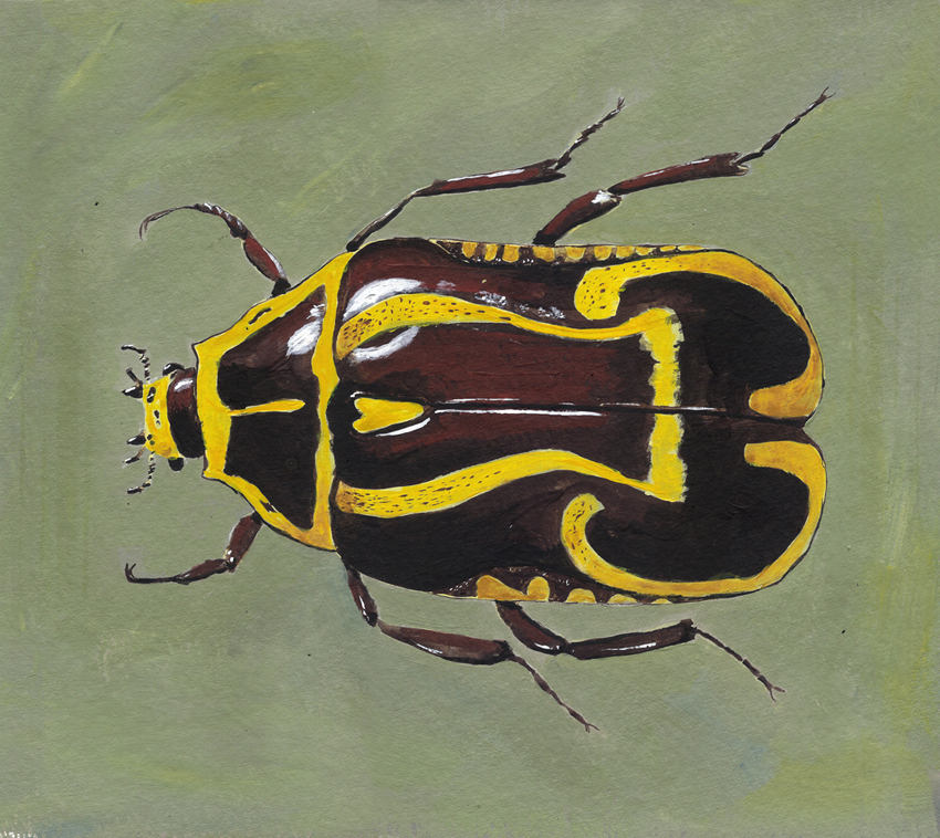 fiddle_beetle_t